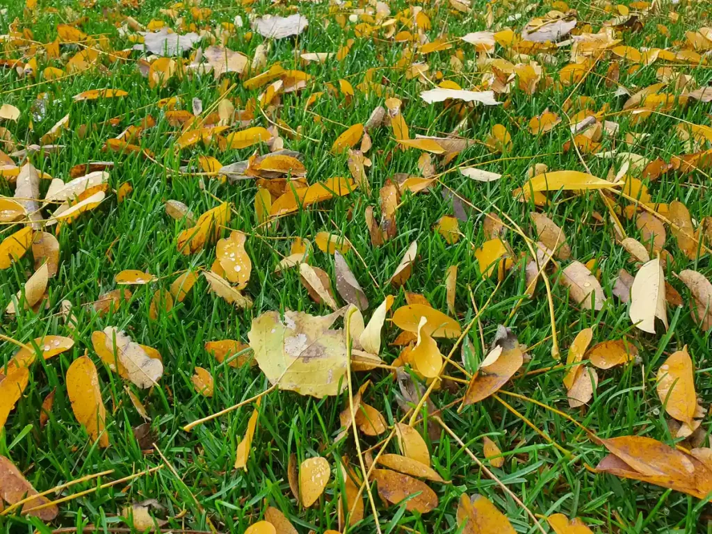 Lehullott őszi falevelek a gyepen.